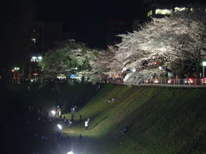 お堀の桜を愛する会